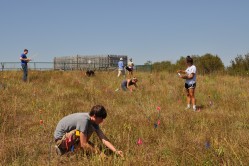 The Doane audubon Spring Creek Prairie site in Nebraska is a typical grassland which covered during former times great areas of the Midwest of the United States. Photo: Ramesh Laungani, Doane College