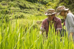 The researchers in one of the 12 regional research projects (LEGATO) investigated the importance of artificially irrigated rice terraces for maintaining species diversity in south-east Asia, how these traditional cultivated landscapes can be retained and how the wealth of existing experience can be used for sustainable land management. Photo: UFZ / André Künzelmann