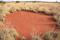A large fairy circle with a hardened top-soil layer that prevents the growth of grass. Australian fairy circles have mean diameters of 4 meters but some may exceed 7 meters. Photo: Dr. Stephan Getzin