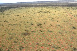 Aerial view on the Australian fairy circles which spread homogeneously over the landscape. Photo: Kevin Sanders