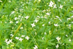 The white bedstraw (Galium album) is adapted to regional conditions. Photo: Walter Durka
