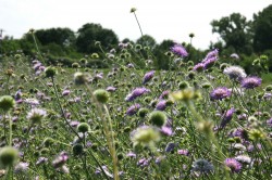 The field scabious (Knautia arvensis) shows pronounced genetic differences between northern and southern Germany and in addition regional adaptation. Photo: Walter Durka