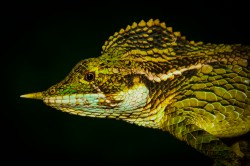 The endangered rhino-horn lizard (Ceratophora stoddartii) that can be found only on Sri Lanka, is not listed on the Appendices of CITES. These lizards have been offered for sale one pair for about 1200 euros. Photo: Ruchira Somaweera