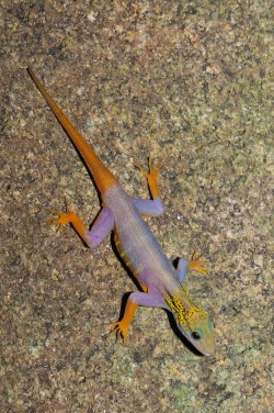 This brightly-coloured gecko, Cnemaspis psychedelica, was not discovered until 2010 and has achieved great popularity within a very short time. This endemic lives exclusively on the island of Hon Khoai in Vietnam which measures a mere eight square kilometres. These geckos have been offered for sale in Europe on a regular basis since 2013 - one pair for 2500 to 3000 euros. Photo: Lee Grismer