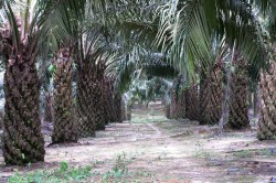 Oil palm plantation on Sumatra, Indonesia. There, scientists of Göttingen University  and the UFZ investigate the consequences of the conversion of lowland rainforests into oil palm plantations. Photo: Claudia Dislich, UFZ