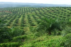 Young oil palm plantation on Sumatra, Indonesia. The plantations often extend to the horizon. Photo: Kerstin Wiegand, University of Göttingen