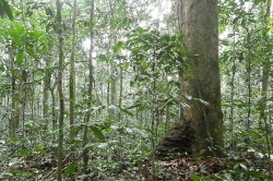 Forest dominated by Gilbertiodendron dewevrei. Photo: X. van der Burgt, RBG Kew