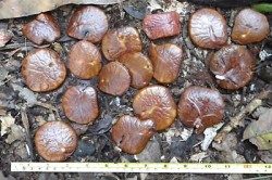 Fruits of Gilbertiodendron dewevrei. Photo: X. van der Burgt, RBG Kew