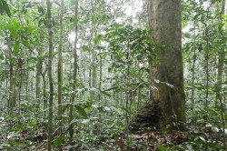 Gilbertiodendron dewevrei, eine große immergrüne Baumart, dominiert Tropenwälder in Teilen Zentralafrikas. Foto: X. van der Burgt, RBG Kew