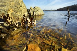 The Rappbode reservoir in the Harz region  it also is affected by the increasing brown colouration of the water. It is one of 36 reservoirs in Germany which have been studied by UFZ scientists in order to identify the causes of increasing brown colouration. Photo: UFZ / André Künzelmann