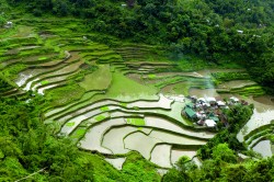 The village Banga'an in the province Ifugao (Philippines) is situated in the middle of irrigated rice fields and is part of UNESCO world heritage. Practical examples from 12 research projects show under which conditions for example ecological rice cultivation can be economically profitable. Photo: Josef Settele