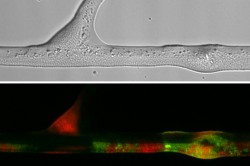 Upper panel: Transmitted light micrograph showing bacteria along a hypha. Lower panel: Micrograph visualising the distribution of transconjugant bacteria (in green) along the hypha as depicted in the upper panel. Photo: Berthold et al. 2016 in Scientific Reports