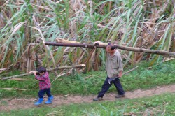 A father and son from a village in the Tianlin County (China) gather firewood from the nearby forest. Photo: Nick Hogarth, CIFOR