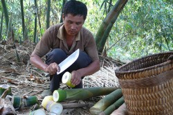 A farmer in the Tianlin County (China) processes freshly harvested bamboo shoots. Photo: Nick Hogarth, CIFOR