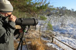 Observing and counting birds in wintry Düben Heath. Photo: Dirk Schmeller