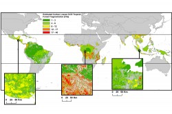 Weltweiter Kohlenstoffverlust durch Fragmentierung der Tropenwälder. Die Farben zeigen die Kohlenstoffverluste der einzelnen Fragmente, wenn man für jedes Fragment einen 100 Meter breiten Rand bestimmt und von 50 Prozent Biomasseverlust in diesem Randgebiet ausgeht. Foto: UFZ