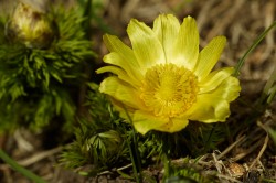 Adonis vernalis disappeared from Halle in the 19th century. This species depends on nitrogen-poor soil. It is currently classified as endangered in Germany. Photo: UFZ / André Künzelmann