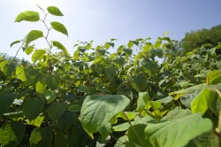 Fallopia japonica (Japanese knotweed), like the closely related Fallopia baldschuanica, has been found in Halle since the end of the 20th century. An introduced species in Germany, it grows well in warm, nitrogen-rich locations. Photo: UFZ / André Künzelmann