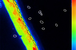 Pilzhyphe und ausgekeimten Zellen des Bakteriums Bacillus subtilis zeigen den Einbau des stabilen Isotops 15N (orange/rot), mit dem die stickstoffhaltigen Nährstoffe markiert wurden. Die ungekeimten Sporen (weiße Kringel)  zeigen keine Anreicherung. Aufgenommen wurde das Bild mit der NanoSIMS, einem Sekundärionen-Massenspektrometer. Foto: UFZ