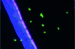Germinated cells of the bacterium Bacillus subtilis (pink) line up close to a hypha (blue), which supplies them with water and nutrients. Spatially remote spores (green) do not receive nutrients from the hypha and do not germinate. This image was taken with the NanoSIMS, a secondary ion mass spectrometry system. Photo: UFZ