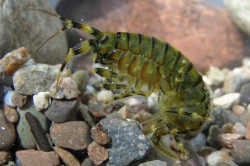 Amphipods of the species Eulimnogammarus verrucosus react negatively to higher temperatures and pollutants like cadmium. Photo: ISU / Vasiliy Pavlichenko