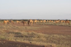 Pastoralist camel herds in northern Kenya. Herds like these can be covered with index-based livestock insurance. Photo: Orgegon University / Leigh Johnson