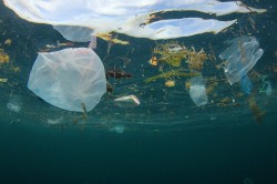 Every year, millions of tonnes of plastic debris ends up in the sea  a global environmental problem with ecological consequences. Photo: Richard Carey, fotolia