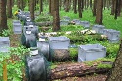 Deadwood logs of different tree species were laid out at three areas of temperate forests by UFZ scientists. They want to analyse which fungus species inhabit dead trees. Photo: Witoon Purahong