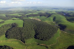 The aerial photo shows forest fragments of the Brazilian Atlantic rainforest in Northeastern Brazil (Mata Atlântica), surrounded by sugar cane plantations. Photo: Mateus Dantas de Paula