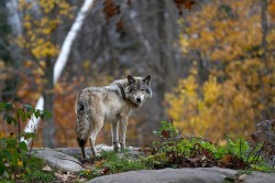 Der Wolf (Canis lupus) Foto: jimcumming88, fotolia