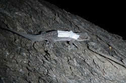 An adult gecko with a backpack containing an RFID tag attached to the lizard's skin. The RFID tag transmits its location and the gecko's body temperature. Photo: UFZ/Annegret Grimm-Seyfarth