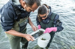 One of the things researchers are interested in is the aquatic biology, which provides indicators of the water quality. Photo: UFZ / André Künzelmann