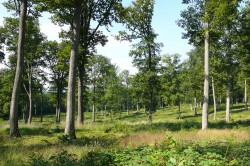 150 years old oak trees in the Forêt domaniale de Bercé Photo: INRA / Didier Bert