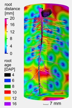 3D representation of the age distribution of the root system of a 16-day-old plant that was grown in a soil column experiment. The root system is superimposed on a map that indicates the Euclidean distance to the nearest root surface for each point in the soil, i.e. the distance that nutrients, water and organisms need to travel to the nearest root surface. Photo: © S. Schlüter, S. Blaser / UFZ