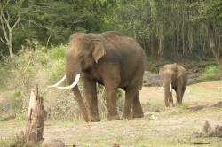Asian elephants Photo: Priya Davidar & Jean-Philippe Puyravaud