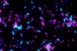 This fluorescence microscopy image shows Candidatus Argoarchaeum ethanivorans in magenta, and the sulfate-reducing bacteria in cyan. Photo: Niculina Musat / UFZ