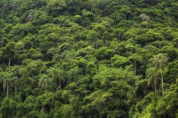 Die Regenwälder der Erde binden große Mengen an Kohlenstoff in ihrer Biomasse und sind damit eine entscheidende Kohlenstoffsenke. Foto: R-M-Nunes_Shutterstock