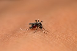 Asian tiger mosquitoes (Aedes albopictus), which are being spread via the international tyre trade, transmit numerous diseases including West Nile virus and dengue fever. Photo: ©RealityImages / AdobeStock