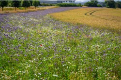 The creation of flower strips is one of the structural measures mentioned in international conservation strategies. Photo: karegg/AdobeStock