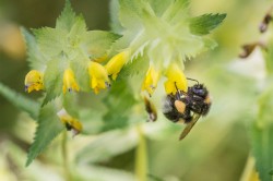 Nature conservation policies to protect pollinators too rarely succeed in changing human behavior. Photo: André Künzelmann/UFZ