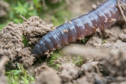 Earthworms are the architects of the soil. They mix the soil layers, form a network of burrows essential for soil water, air, and nutrient dynamics, and decompose dead material. Photo: Valentin Gutekunst