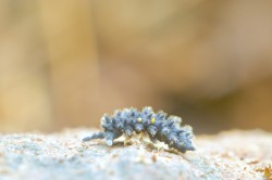 Collembola, such as this Acanthanura sp., can be useful indicators of soil quality and also the focus of nature conservation measures. Photo: Andy Murray