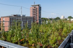 Research green roof on the UFZ site in Leipzig Photo: André Künzelmann / UFZ