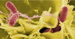 Bakterien, die das Immunsystem eines Wirts unterwandern Foto: Daphne Stapels