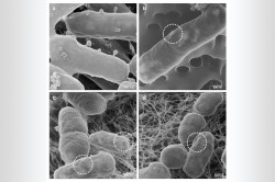 Visualisierung der Adsorption von Phagen an E. coli-Bakterien. a) Phagen befallen Wirts-Bakterien, in dem sie sich mit den Enden ihrer Schwanzfasern an deren Oberfläche anheften und phagen-eigene Nukleinsäure injizieren. b), c), d) Phagen schmiegen sich zur Nutzung der 