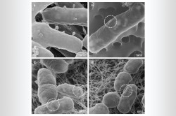 Visualisation of the adsorption of phages on E. coli bacteria. Figure a) shows how phages infect host bacteria by attaching the ends of their tail fibres to the surface of the bacteria and injecting phage-specific nucleic acid into the host. Images b), c), and d) show that in order to hitch a ride on the bacteria, the phages nestle flat against them without penetrating them and remain infectious. The images were taken with a helium ion microscope from the UFZ research platform ProVIS. Photo: UFZ / ISME Journal / CC BY 4.0