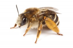 Die Langhornbiene (Eucera notata) gehört zur Familie der Wildbienen (Apidae), von denen es allein in Deutschland mehr als 550, weltweit sogar über 20.000 Arten gibt. Als Bestäuber von wild- und Nutzpflanzen übernehmen sie deshalb eine zentrale Rolle. Foto: Nicolas Vereecken / Selections Naturelles