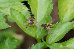 The death's-head hoverfly (Myathropa florea) belongs to the hoverfly family (Syrphidae). It is widespread in Central Europe. It is found mainly in forests, but also on semi-arid grasslands and in gardens. Photo: Rui Felix