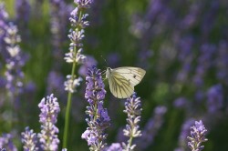 The green veined white butterfly (Pieris napi) is a butterfly and belongs to the white butterfly family (Pieridae). It is common throughout Europe and as the species flies in three to four overlapping generations per year, it can be seen from March to October. Photo: Ulrike Schäfer