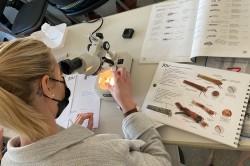 Bei einer Schulung lernen die Freiwilligen, die unterschiedlichen Insektenarten unter dem Mikroskop zu bestimmen. Foto: Lilian Neuer